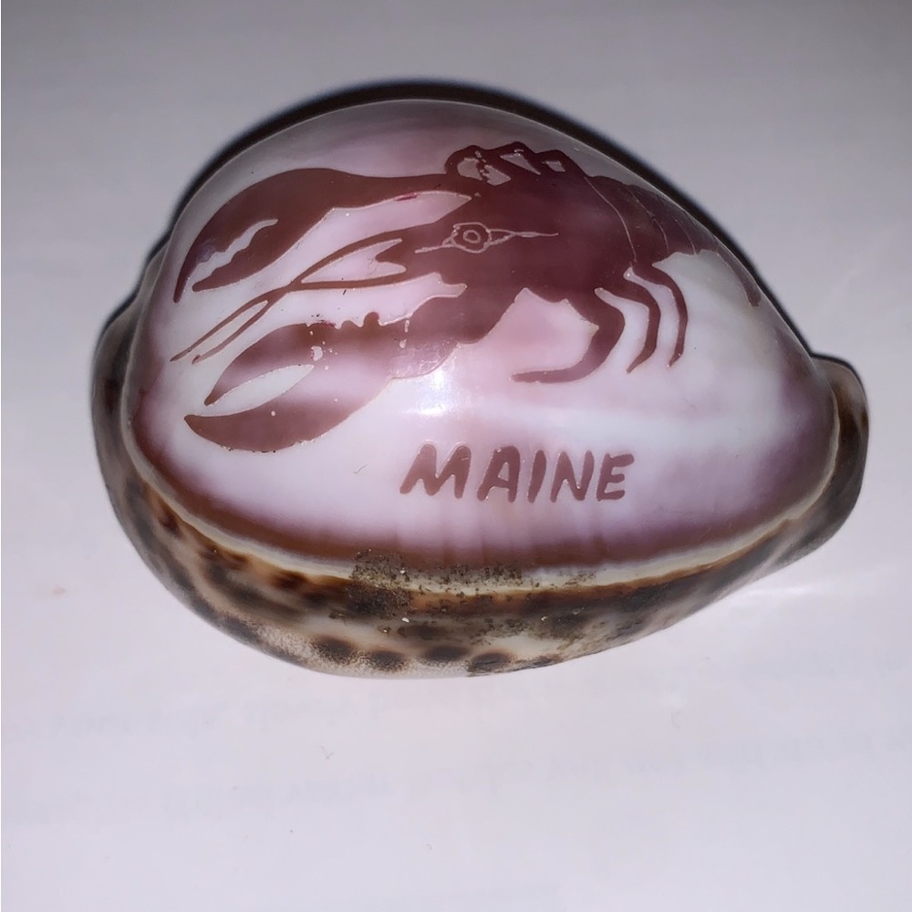 Beautiful Shell from Maine